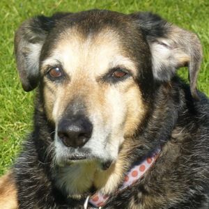 Meet your Posher, Grace